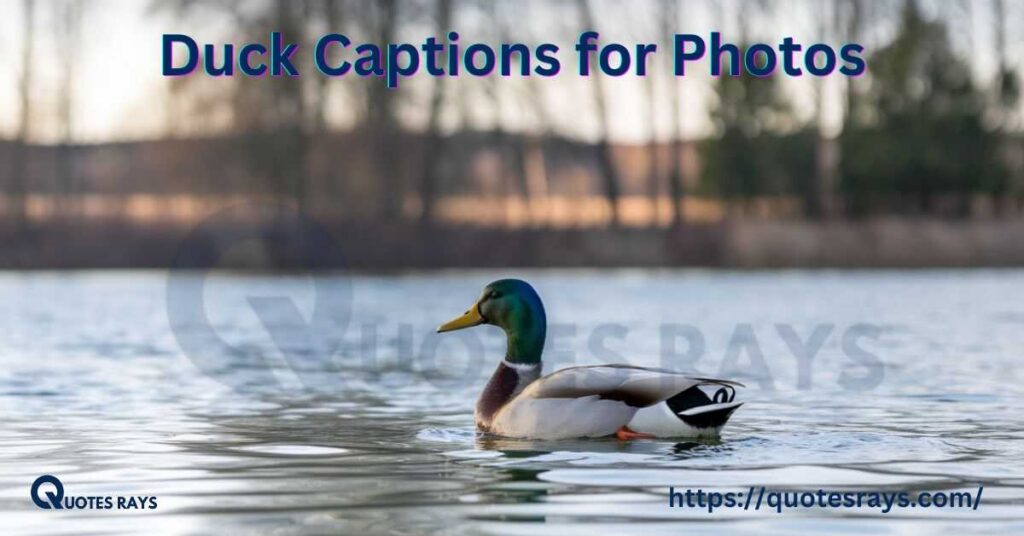 Duck Captions for Photos