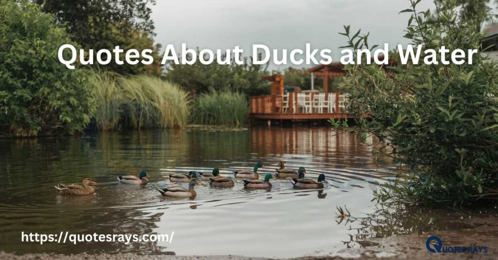 Quotes About Ducks and Water