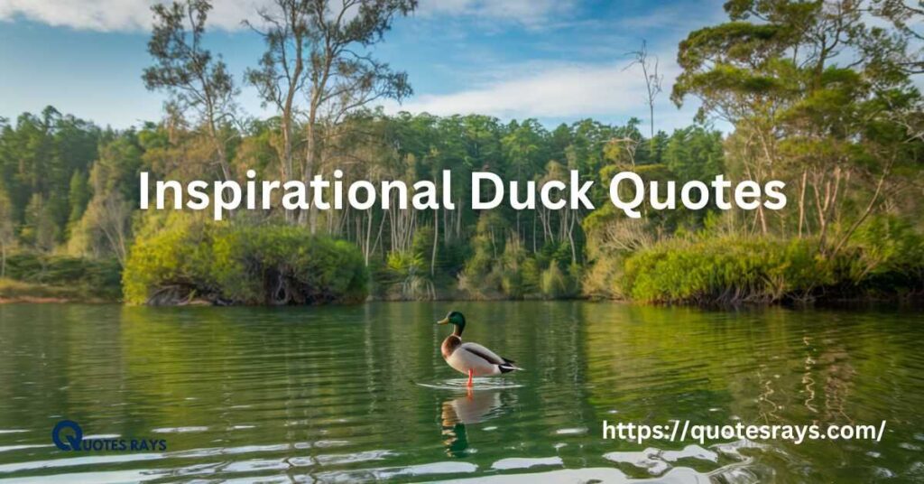 Inspirational Duck Quotes