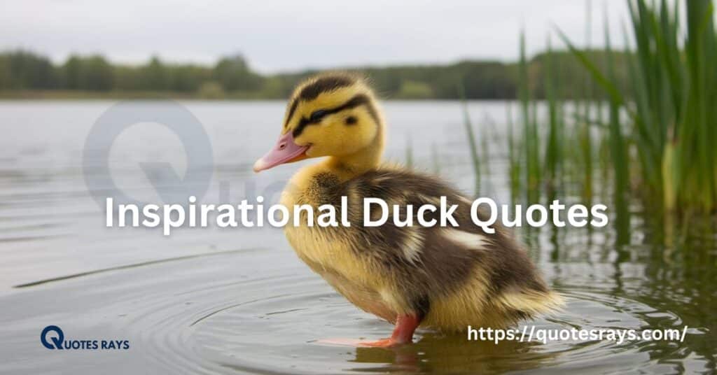 Cute Duckling Quotes